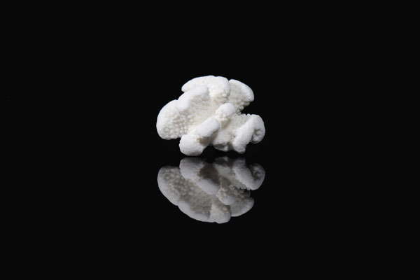 corail en habit blanc-cc-30