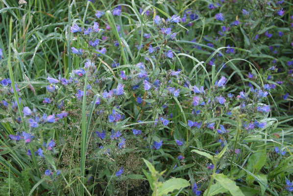 ピレネー山脈高山植物