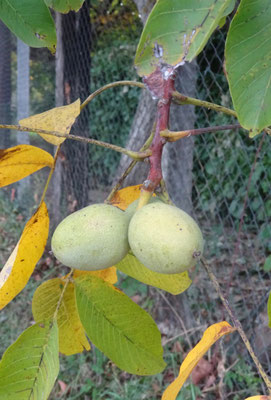 トゥールーズ発サンシルラポピー フランスの美しい村プライベートツアー