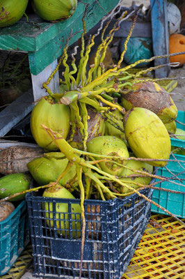 Photo Nature of Santo Domingo 