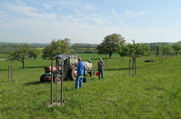 Hat der Baum schon zwei oder drei Portionen Wasser erhalten? Diese Frage wird gerade geklärt