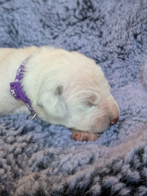Miss Lila...25.04.2026