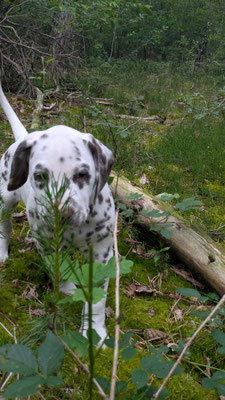 Quit Playing Games vom Furlbach...09.06.202