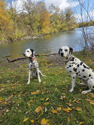 June Carter vom Furlbach und Fae vom Sayner Schloss...24.10.2025