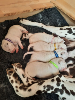 Miss Lila schläft während, Miss Rosa, Miss Gelb, Mister Blau und Miss Grün an der Milchbar hängen...23.04.2026