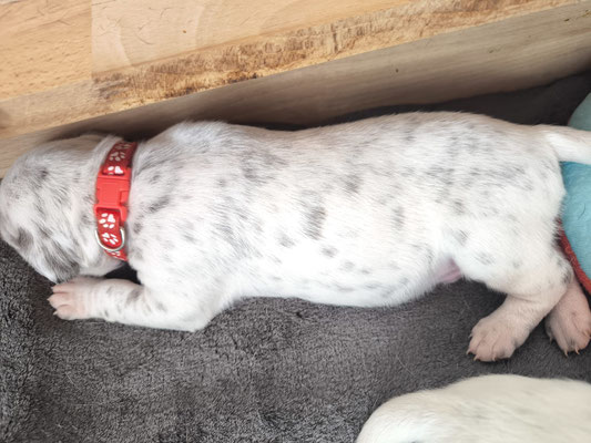 Mister Rot bekommt immer mehr Flecken....01.05.2026