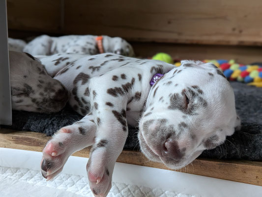 Miss Lila...16.05.2026