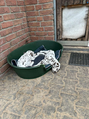 Die Q`chen vom Furlbach...05.06.2026
