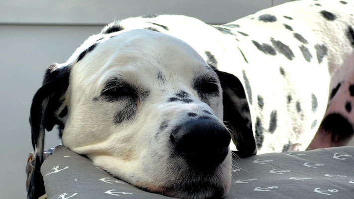Good Boy Emil vom Furlbach *21.03.2013 † 04.07.2025