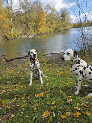 June Carter vom Furlbach und Fae vom Sayner Schloss...24.10.2025