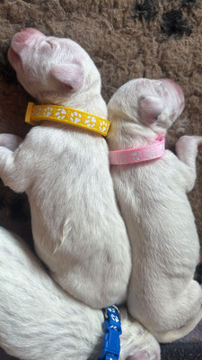 Miss Gelb und Miss Rose...19.04.2026