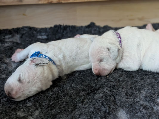 Mister Blau und Miss Lila...25.04.2026