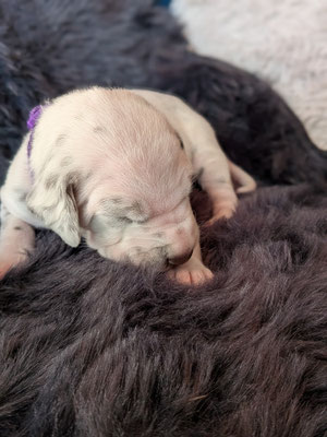 Miss Lila...02.05.2026