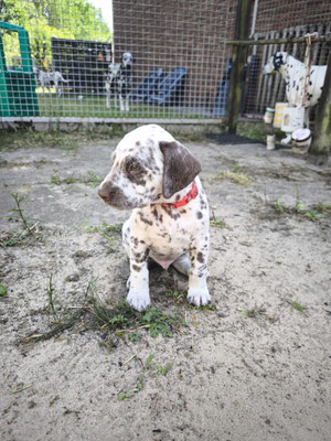 Mister Rot N/hu... 31.05.2026
