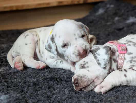 Miss Gelb knabbert Ihre Schwester Miss Rosa an...07.05.2026