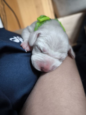 Miss Grün beim kuscheln...20.04.2026