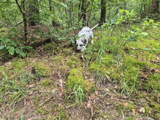 Queenie Jina vom Furlbach...09.06.2026