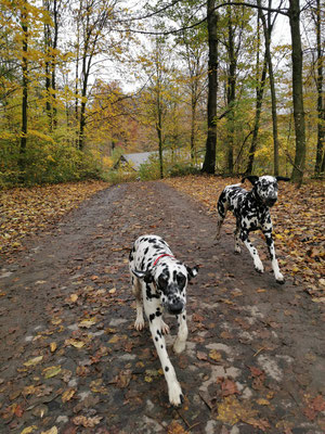 Octavia "Maze" vom Furlbach mit Bruder Omar Sharif vom Furlbach...17.11.2023