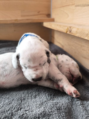 Mister Blau...abhängen auf Schwester Miss Grün...30.04.2026