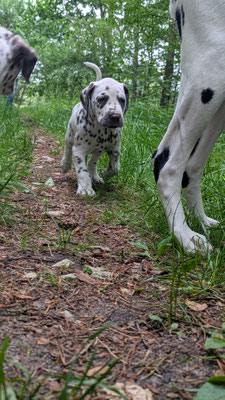 Quincy Jayson vom Furlbach N/hu...09.06.2026