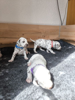 Mister Blau N/hu, Mister Rot N/hu und Miss Lila...08.05.2026