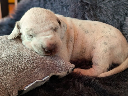 Miss Lila...02.05.2026