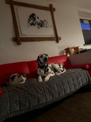 Opal vom Furlbach...05.02.2026
