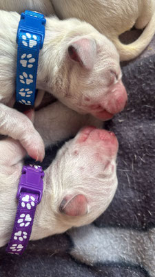 Mister Blau und Miss Lila...19.04.2026