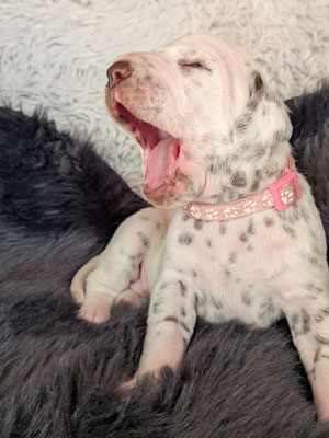 Miss Rosa...02.05.2026
