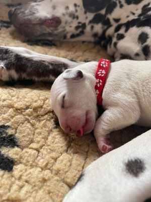 Mister Rot kuscheln mit Mama...20.04.2026