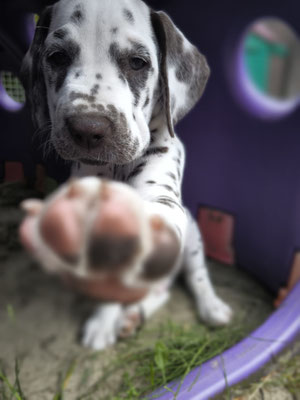 Quincy Jayson vom Furlbach N/hu...06.06.2026