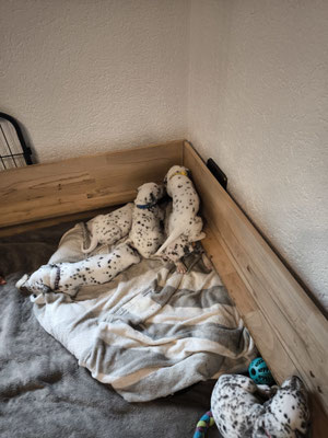 Q´chen beim chillen...12.05.2026