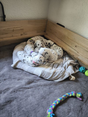 Q´chen beim chillen...12.05.2026