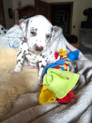 Miss Lila...10.05.2026