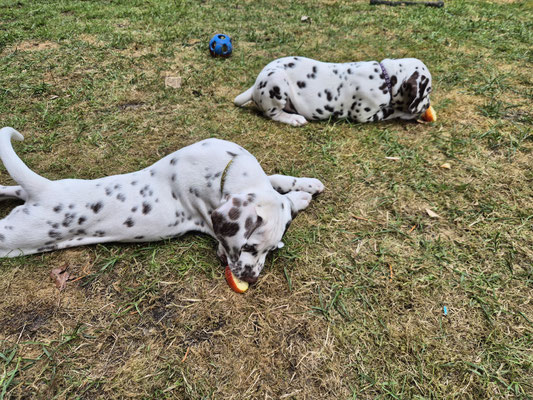 Miss Gelb Quilla vom Furlbach N/hu und Miss Lila Queenie Jina vom Furlbach...04.06.2026