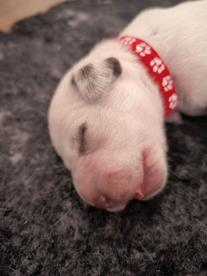 Mister Rot...23.04.2026