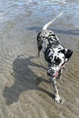 Octavia "Maze" vom Furlbach als Wattferkelchen...03.08.2025