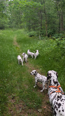 Q`chen vom Furlbach...09.06.2026