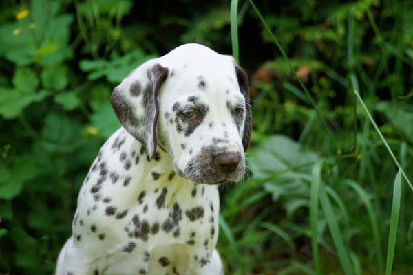 Quincy Jayson vom Furlbach N/hu...06.06.2026
