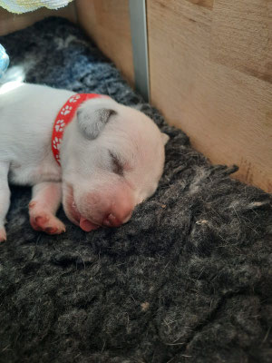 Mister Rot...23.04.2026