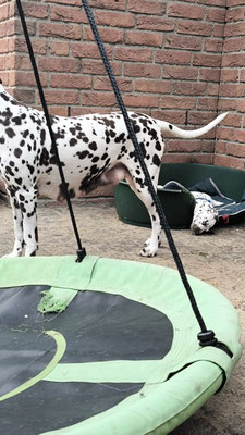Mister Blau Quincy Jayson vom Furlbach N/hu...02.06.2026