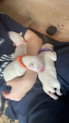 Miss Rosa, Miss Lila und Mister Orange am kuscheln...20.04.2026