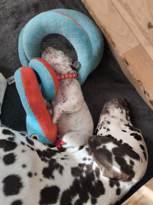 Mitser Rot mit Schangela und Mama Norma...30.04.2026