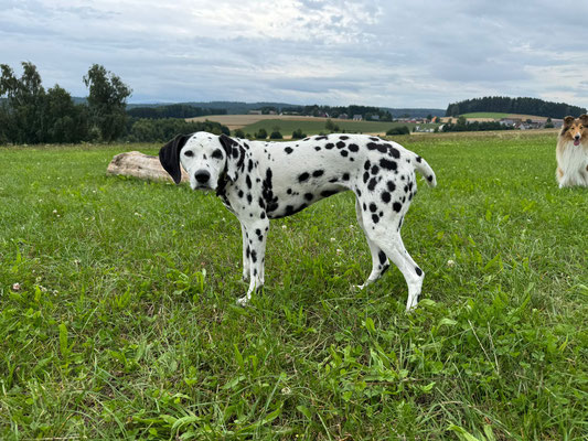Ida Indiana vom Furlbach...05.08.2025