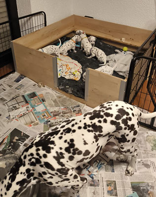 Mama macht den Napf sauber...10.05.2026