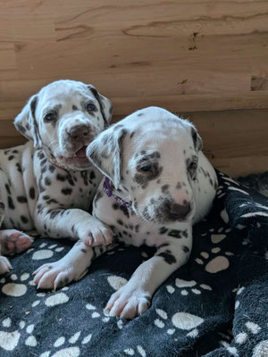 Miss Rosa und Miss Lila...15.05.2026