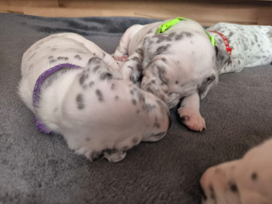 Miss Lila und Miss Grün...05.05.2026