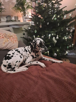 Octavia "Maze" vom Furlbach...24.12.2025