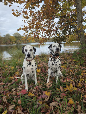 June Carter vom Furlbach und Fae vom Sayner Schloss...21.10.2025