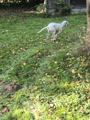 Priscilla-Pixie vom Furlbach N/hu...19.10.2025